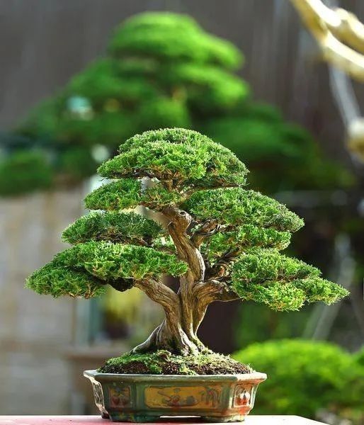 Thông nhật