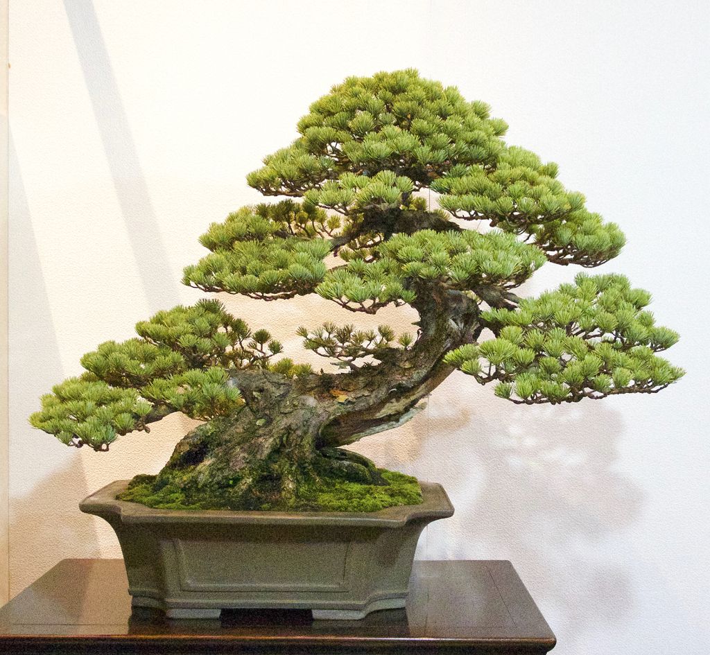 Mẫu thông nhật 7